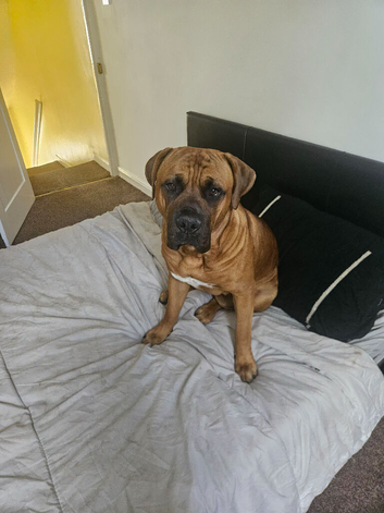 10 month old male Cane Corso X - Kai