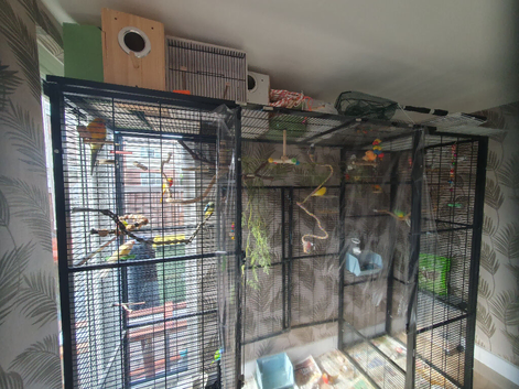 Mixed indoor aviary closing - splendids turquosines redrumps bourkes elegant