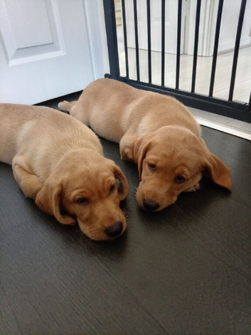 Kc registered labrador girl pup