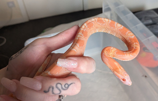 Amel scaleless male corn snake