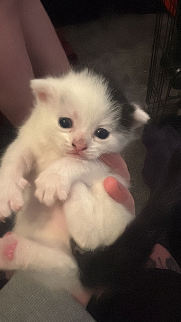 2 gorgeous short haired kittens