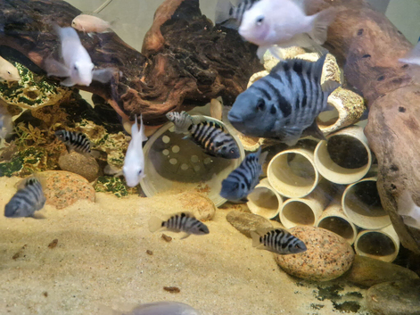 Convict cichlids juvenile