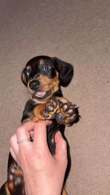 2x Miniature/ standard dachshund puppies