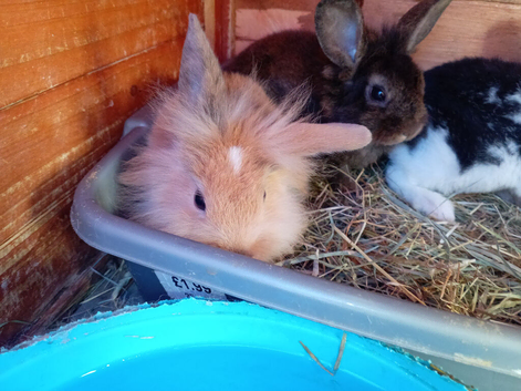 lionhead cross and rex cross babies available now