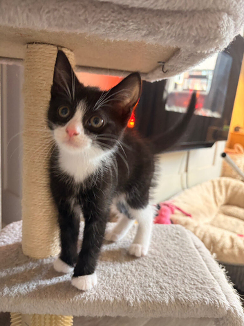 KITTEN NEEDING A HOME