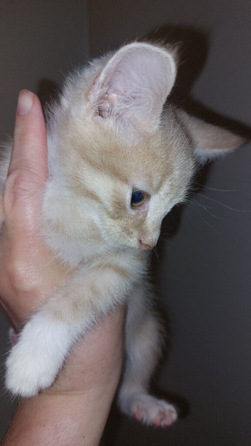 7 kittens for sale