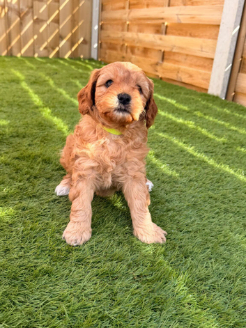 Cavapoo f2 puppies looking for a forever home