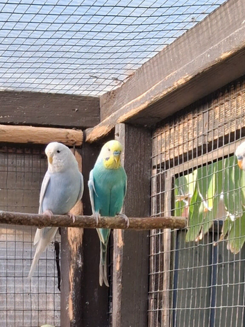 Budgies