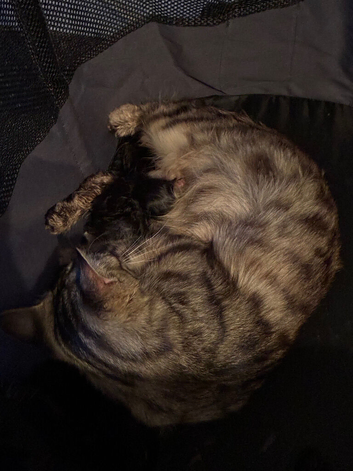 Kittens for sale