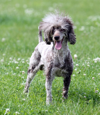 Stunning chocolate Merle poodle boy