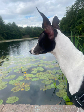 Whippet re home