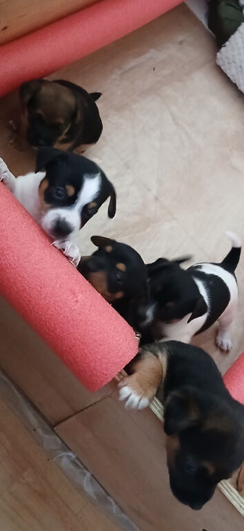 Adorable smooth coat jack russell puppies