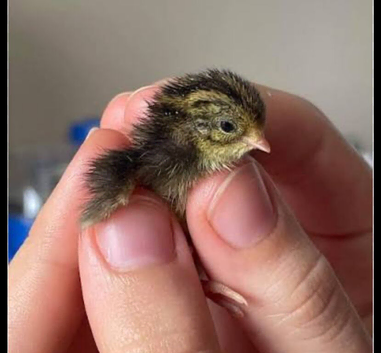 Chinese painted quail