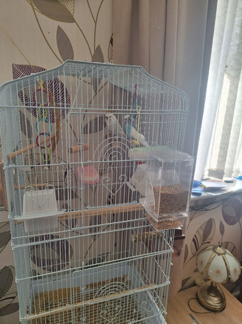 2 budgies