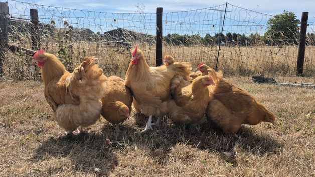 Buff Orpington Cockerels