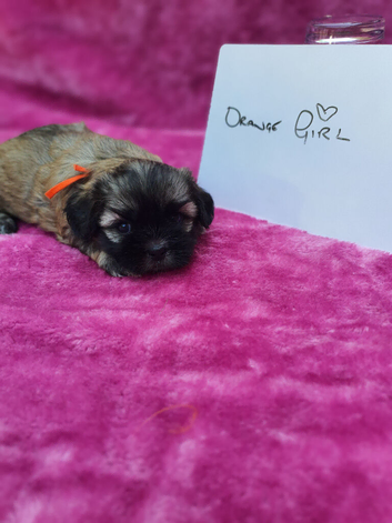 Gorgeous small F1 Malshi puppies (Maltese x Shihtzu)