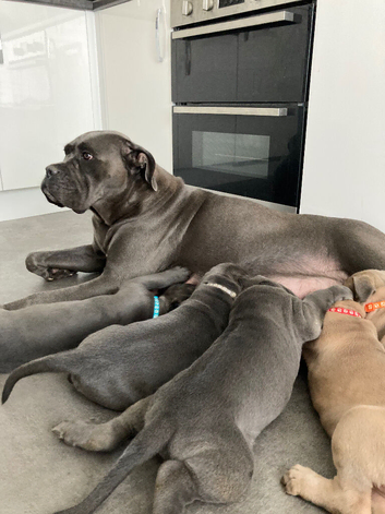 Exceptional Full Pedigree Cane Corso Puppies