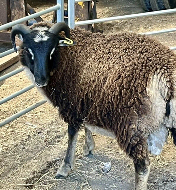 Premium Pedigree Shetland Ram Lambs