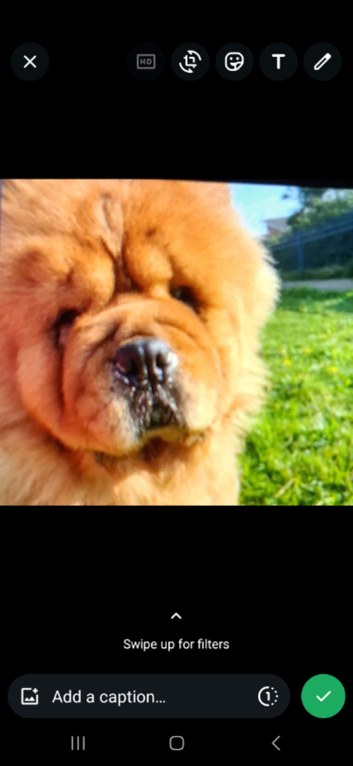 Dollies chow chow to mate