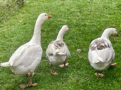 Four young geese looking for new home