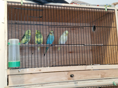 Baby budgies