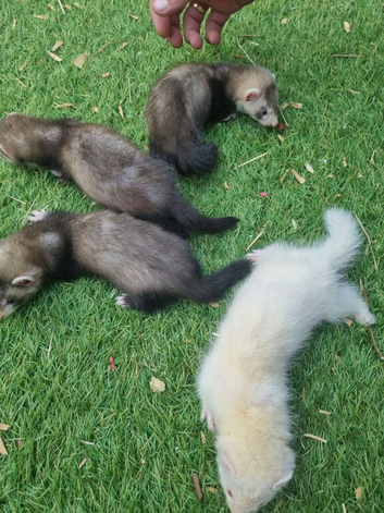 Half micros 9 weeks old