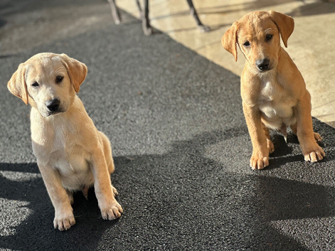 Labrador male pup