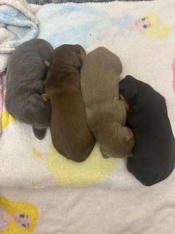 4 mini dachshund boys for sale