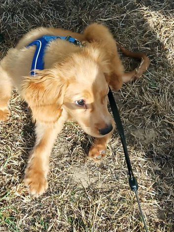 Cute puppy