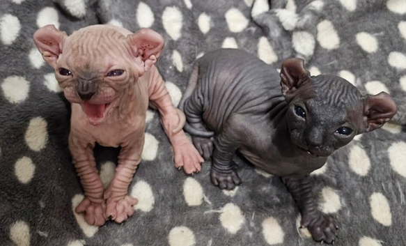 Beautiful Sphynx Kittens (Boy & Girl)
