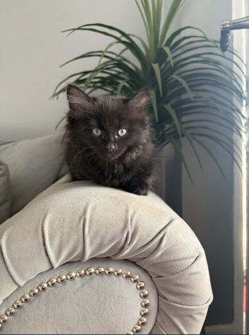 Maine coon kittens