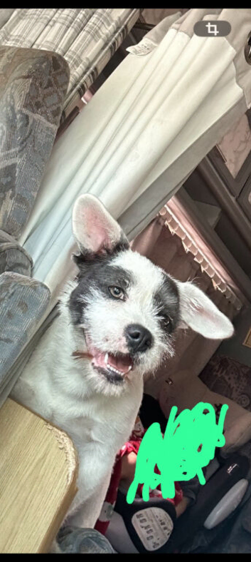 French bulldog x long haired chihuahua