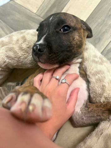 Puppy