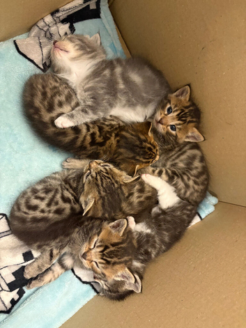 Gorgeous Mainecoon x bengal