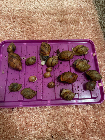 Ovum snails
