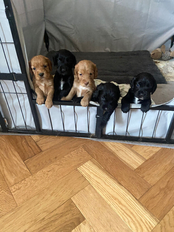 KC working cocker spaniel pups
