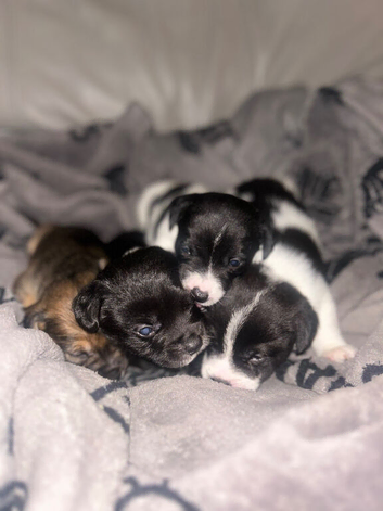 Beautiful short legged Jack russells