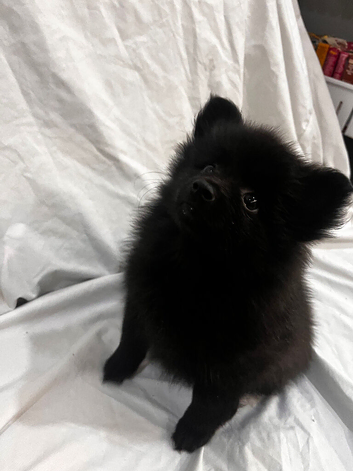 1 black girl left 9 weeks old almost