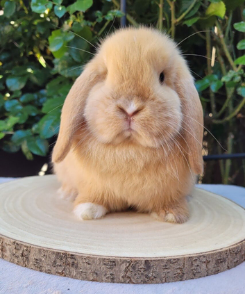 Mini lop bunnies & adults available