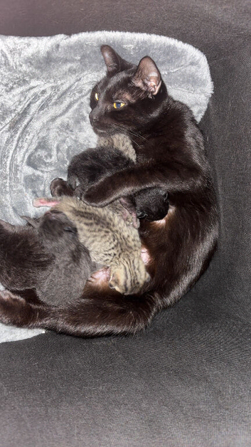 Ragdoll kittens