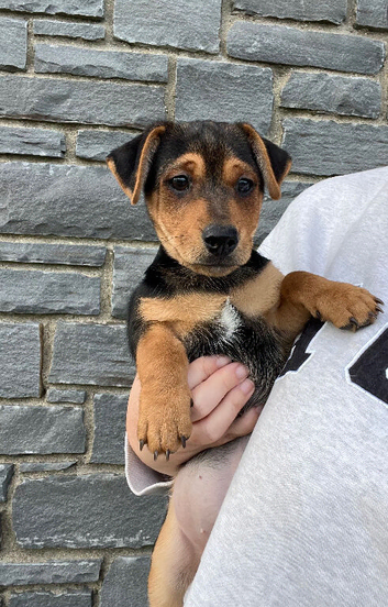 Beautiful smooth small black & tan Jack Russell puppies