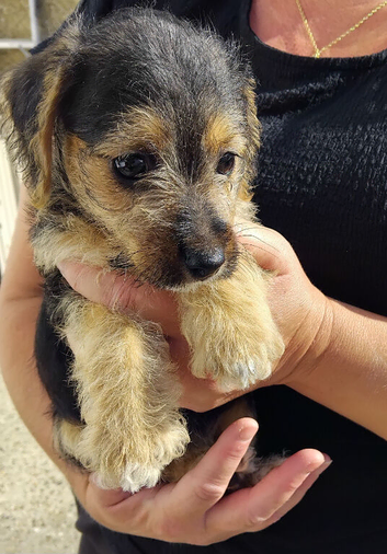 Jackapoo puppies