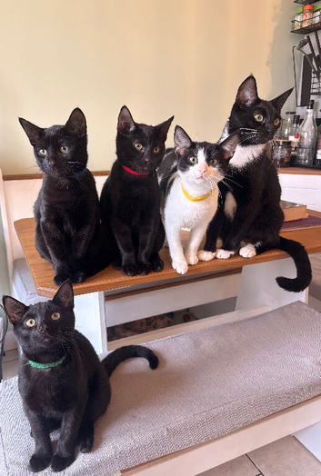 KITTENS LOOKING FOR THEIR FOREVER HOMES