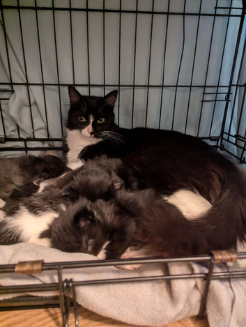 Kittens ~ Boys & Girls ~ Available from 19th June