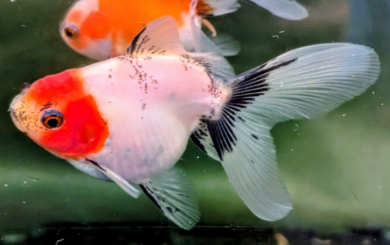 Orandas and Ranchu
