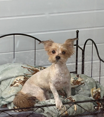 Beautiful Yorkshire Terrier Female