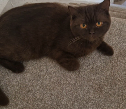 Chocolate girl British shorthair