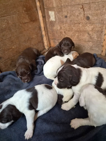8 pups for sale