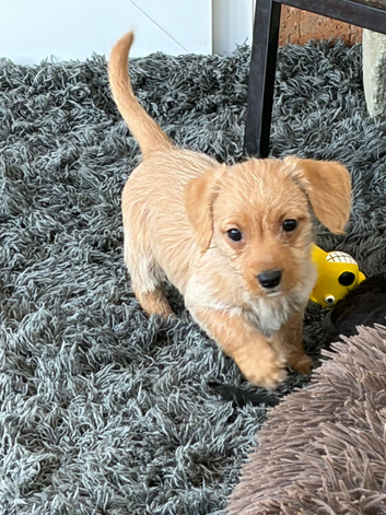 Cute Playful Jackapoo Girl (Fawn)