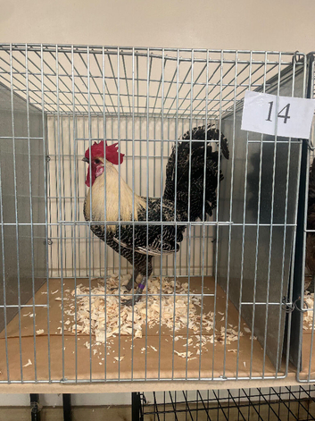 Silver campine hatching eggs